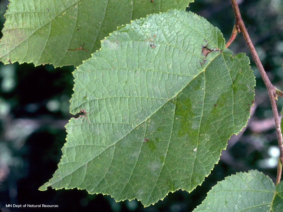 Bare Root Seedlings Bundles of 25 Hazelnut American Seedlings