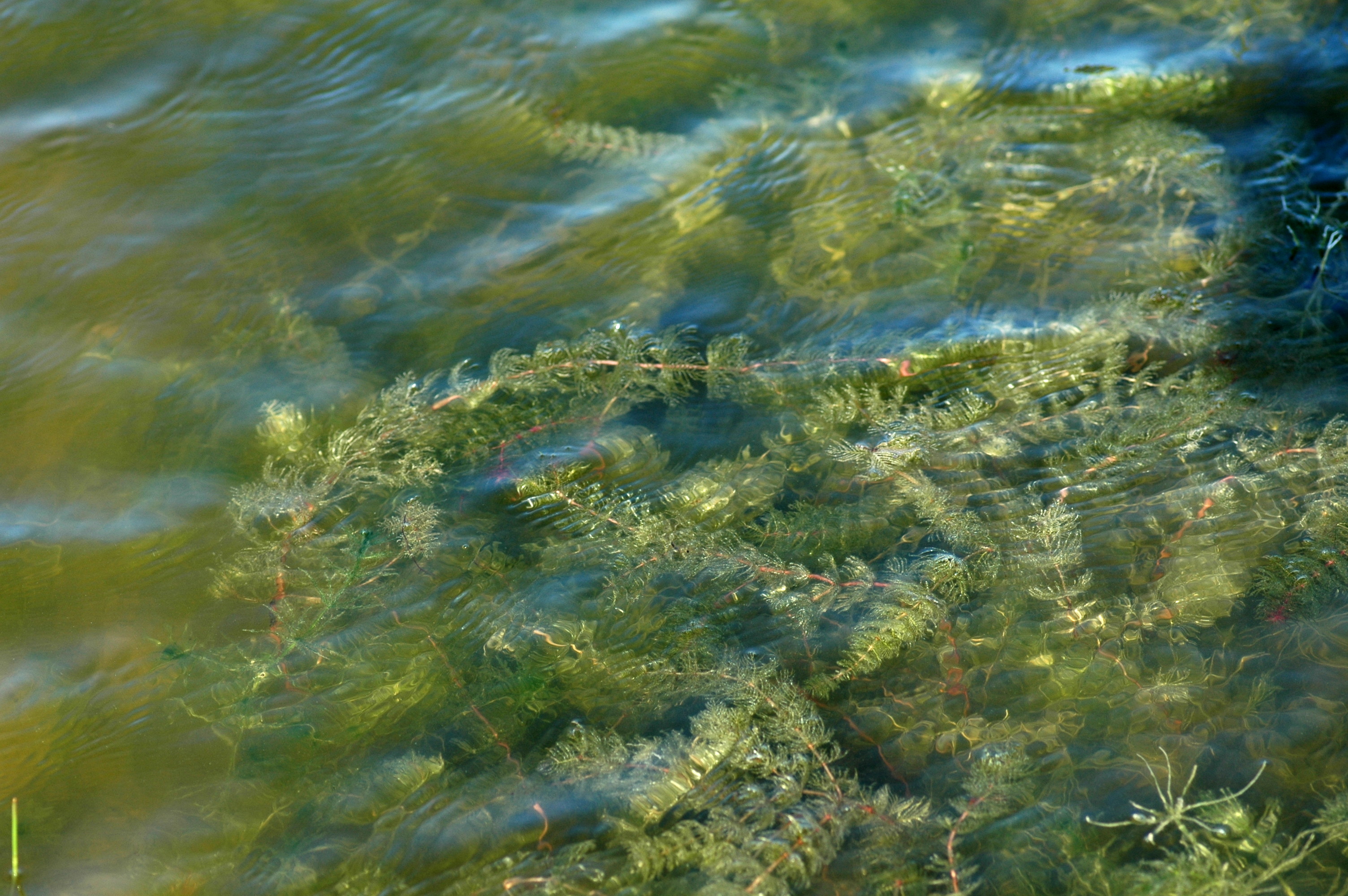 Eurasian Watermilfoil