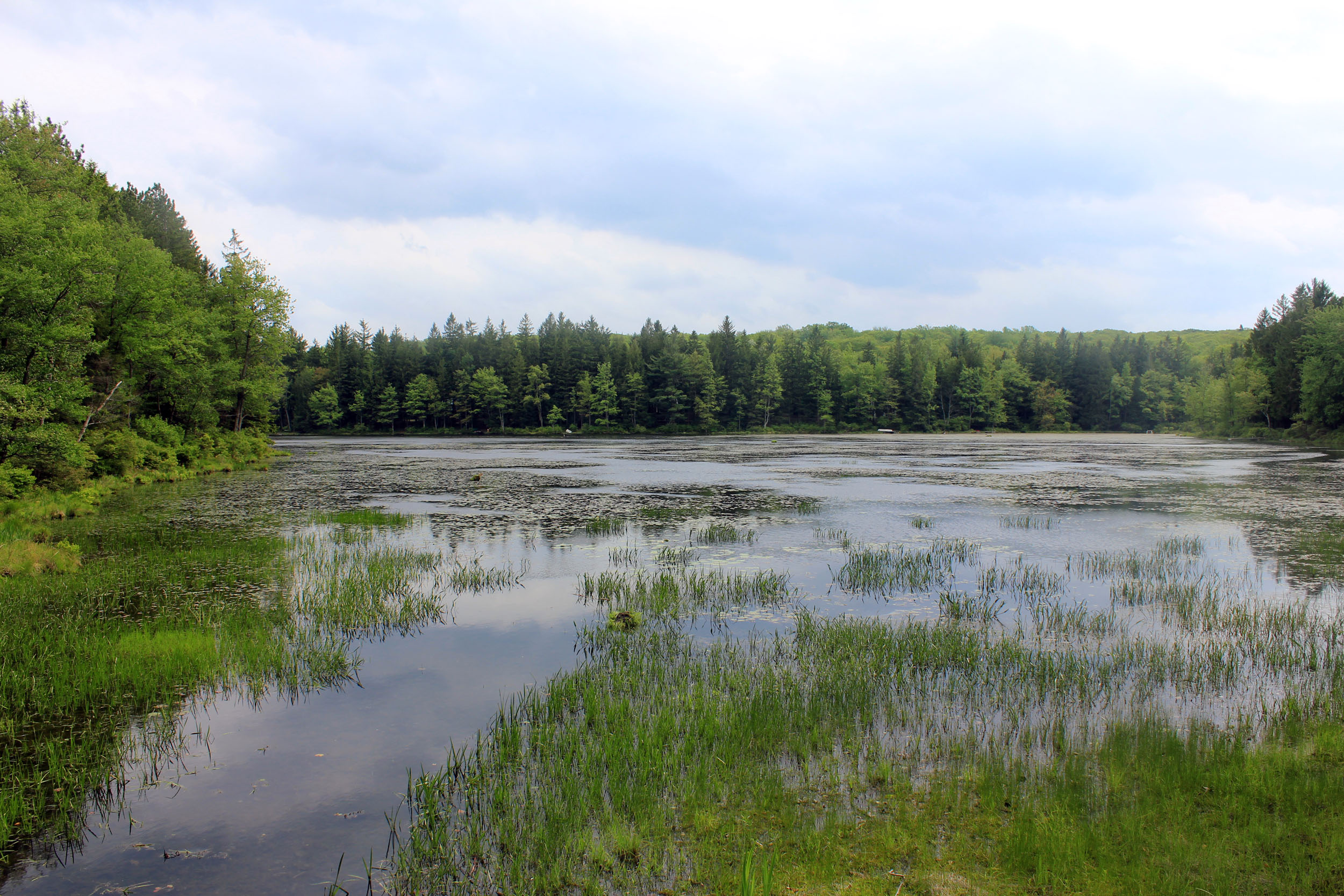 wetland from internet