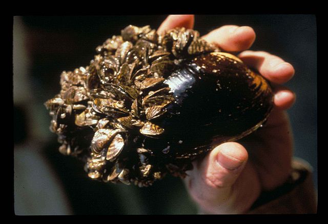 zebra mussels