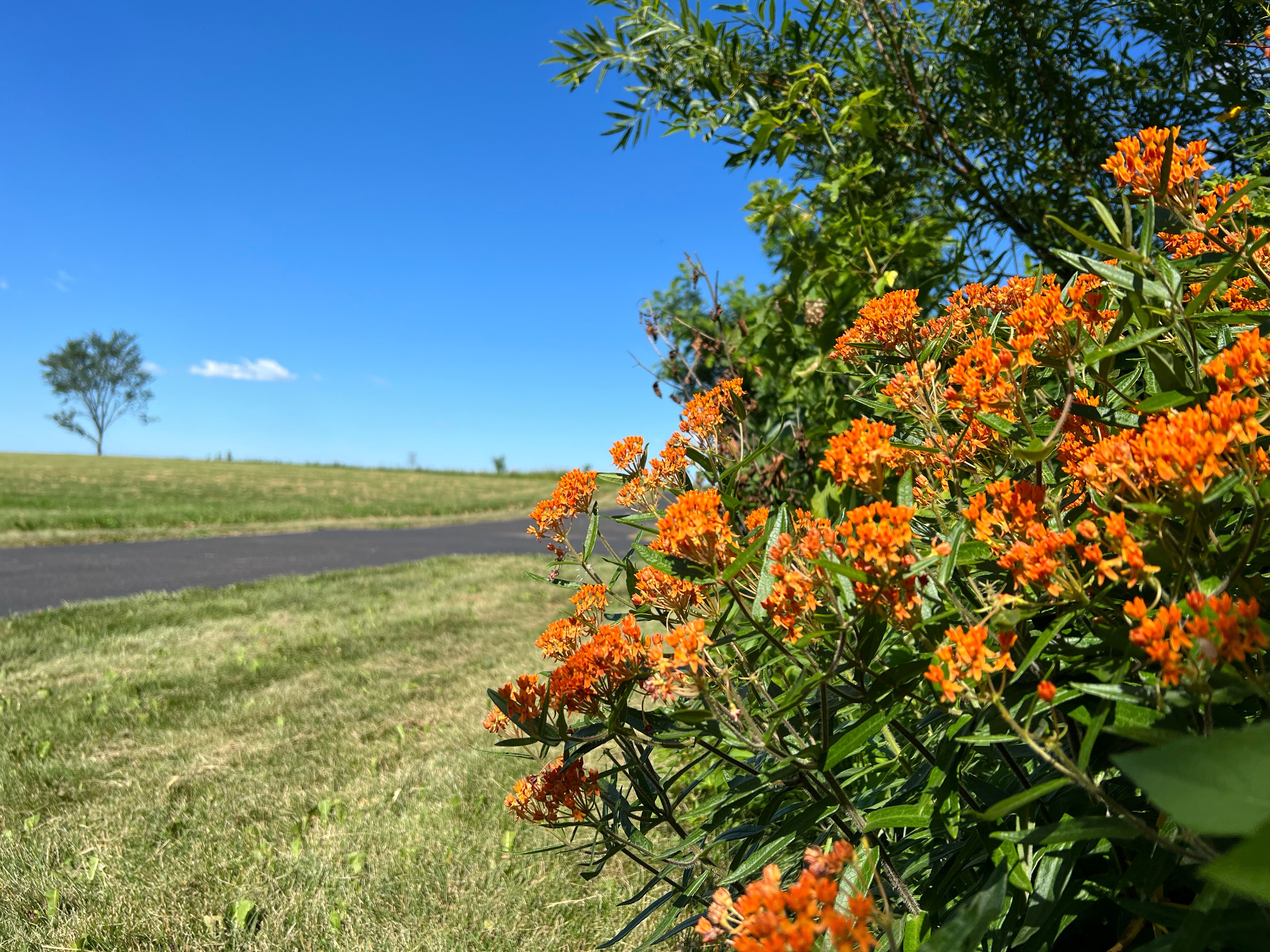 Jenna Butterfly weed
