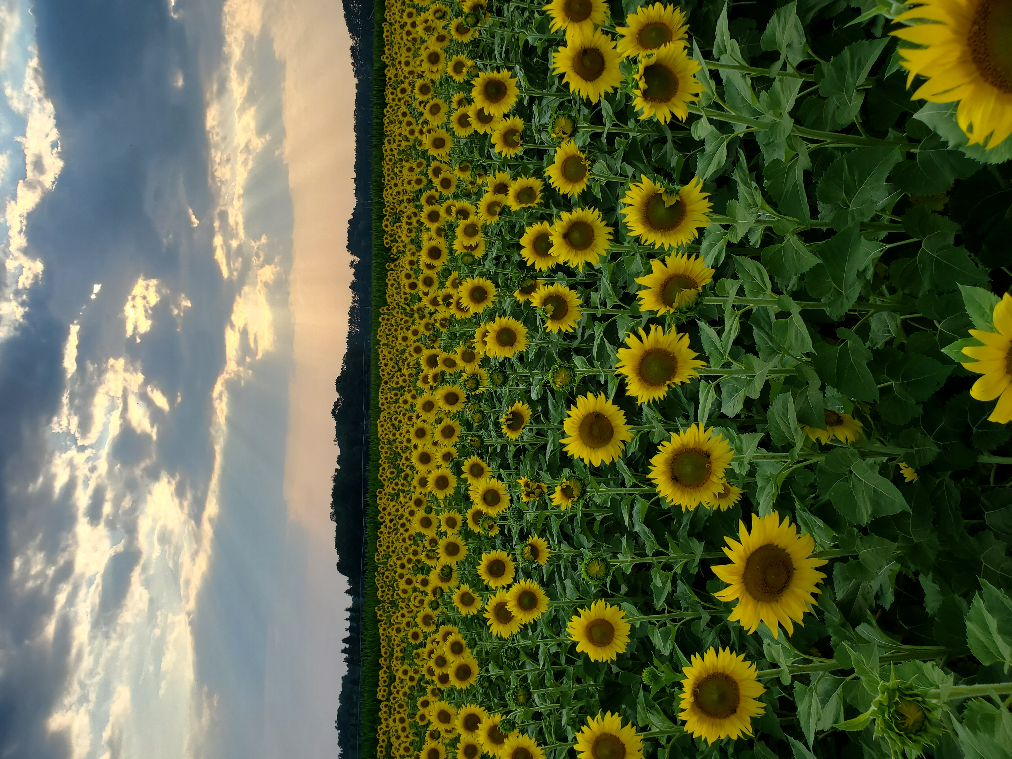 Sam Green Barn Sunflowers