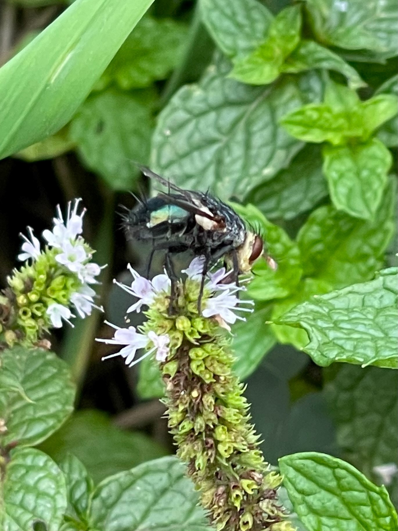 some type of bee