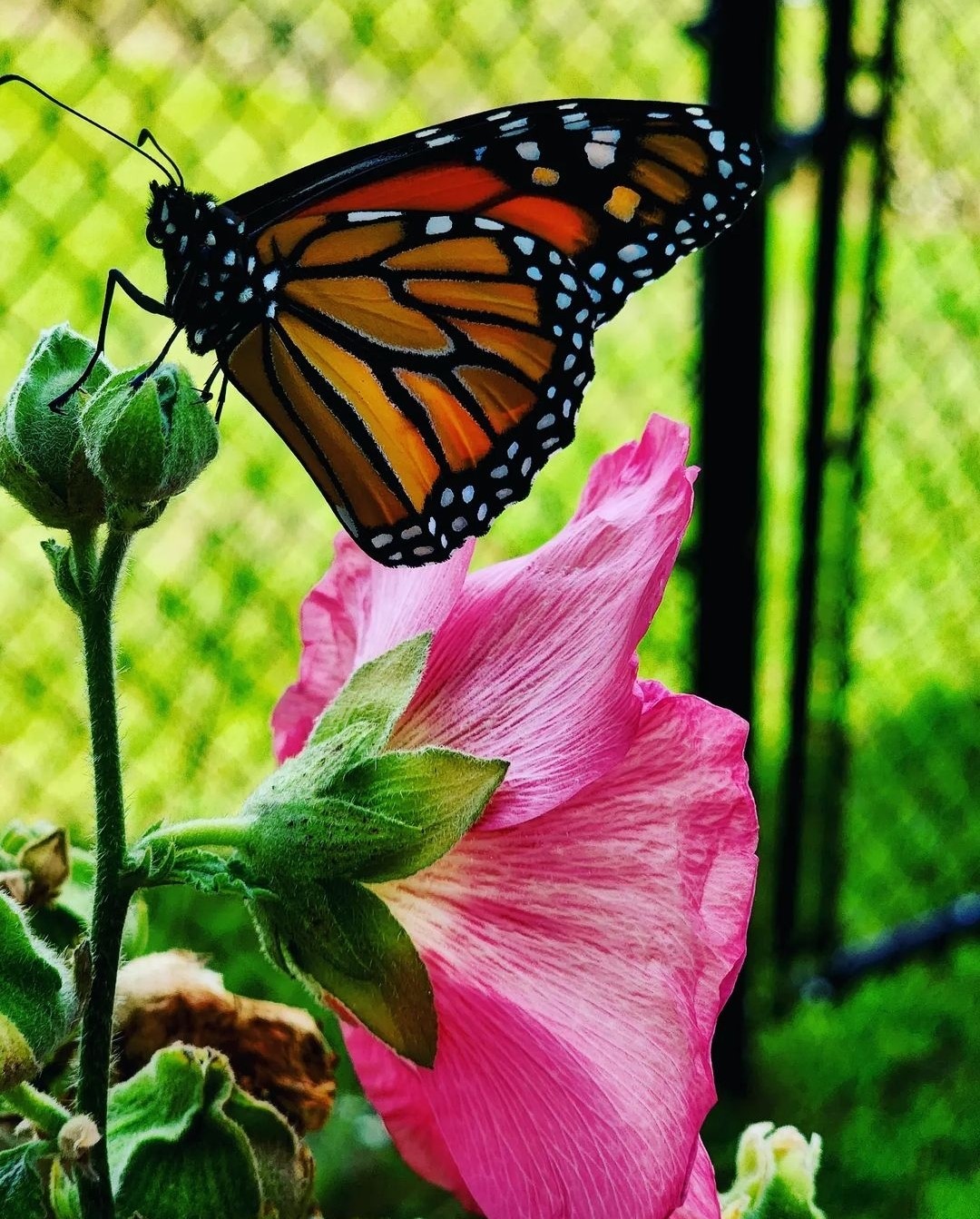 monarch becky