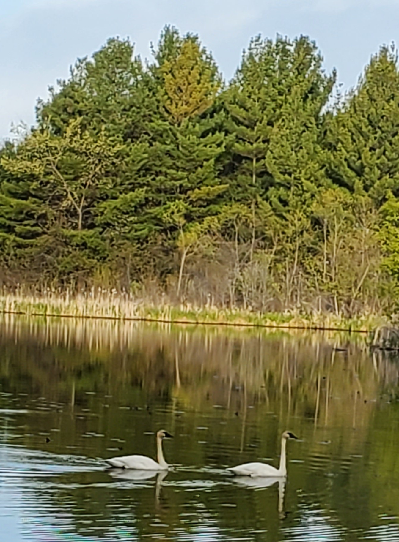 Swans on pond heather S