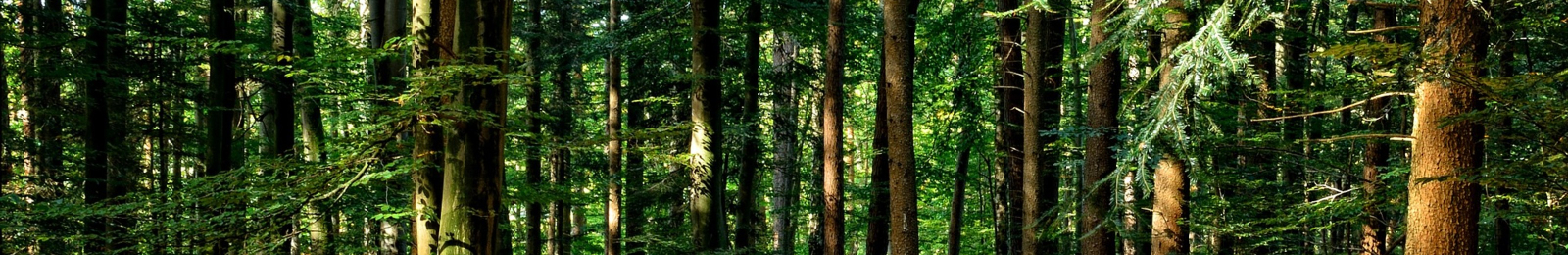 isanti forestry header