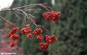 highbush_cranberry_fruit