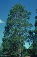 norway_pine