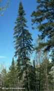 white_spruce_tree6